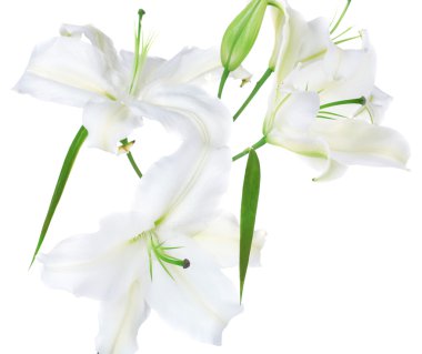 güzel zambak üzerinde beyaz izole