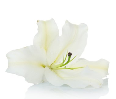 güzel zambak üzerinde beyaz izole