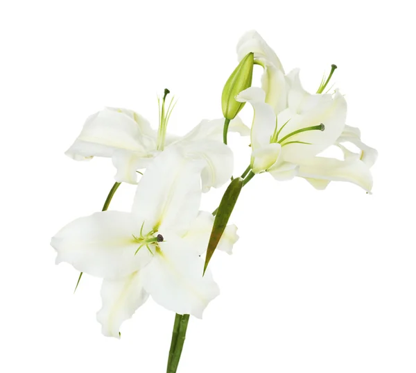 Piękne lilia na białym tle — Zdjęcie stockowe