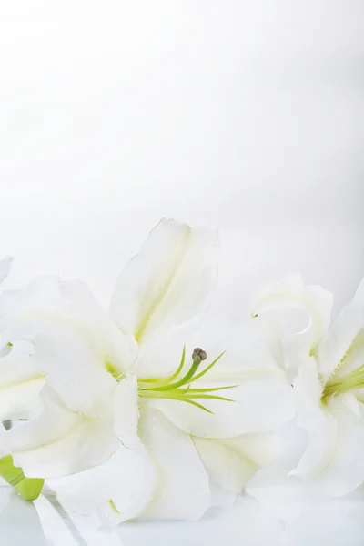 Beautiful lily isolated on white — Stock Photo, Image