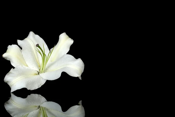 Lírio bonito isolado em preto — Fotografia de Stock