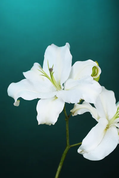 Beautiful lily on colorful background — Stock Photo, Image