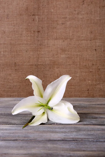 Beautiful lily on wooden table — Stock Photo, Image