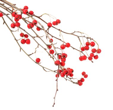 Dal üzerinde beyaz izole alıç,