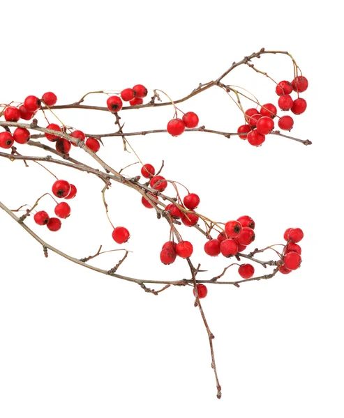 Twig of hawthorn, isolated on white — Stock Photo, Image