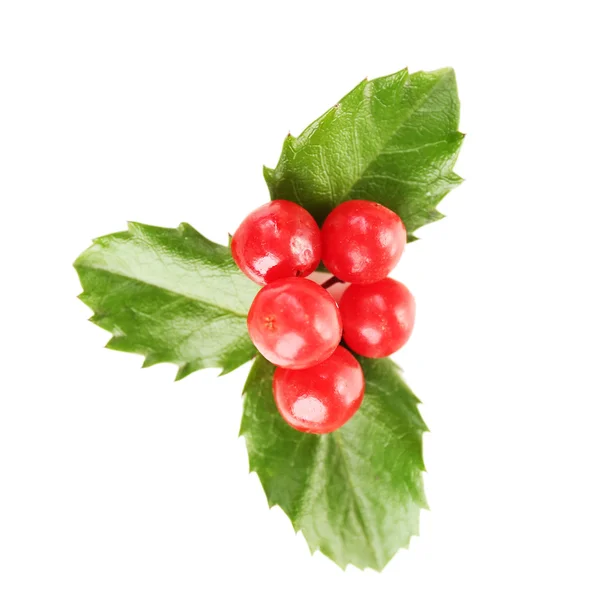 Europejskiej Holly z jagód — Zdjęcie stockowe