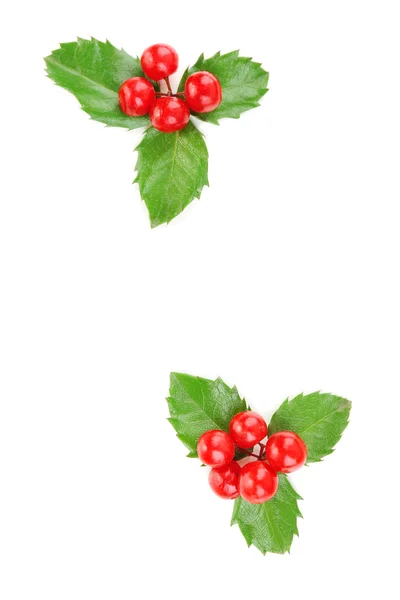 European Holly with berries — Stock Photo, Image