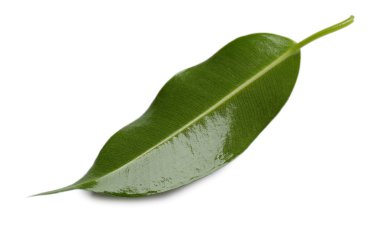 yeşil yaprak beyaz üzerinde izole