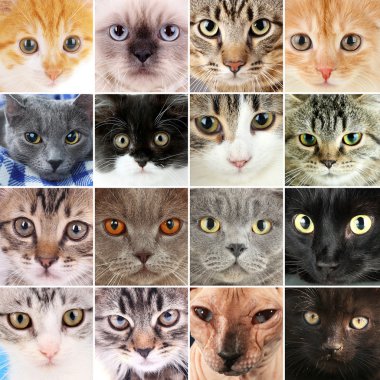 Şirin kedi yüzler kolaj