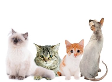 Dört farklı cats ve yavru kedi üzerinde beyaz izole kolaj