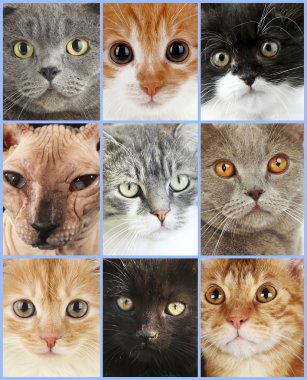 Şirin kedi yüzler kolaj