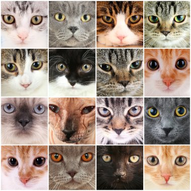 Şirin kedi yüzler kolaj