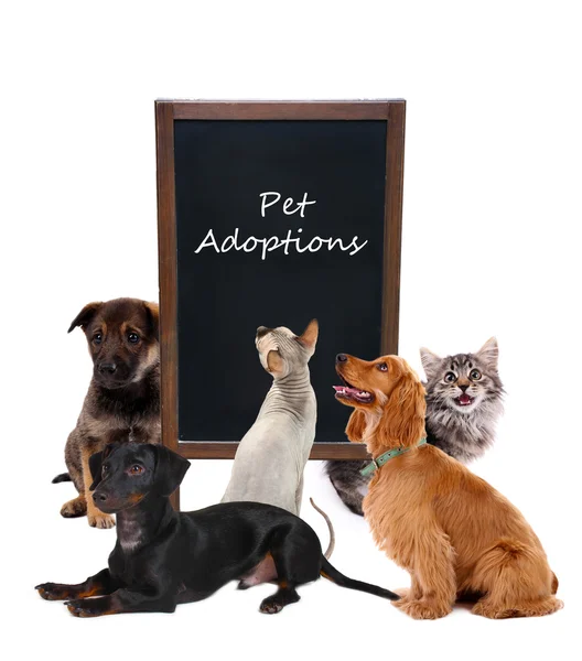 Concepto de adopción de mascotas —  Fotos de Stock
