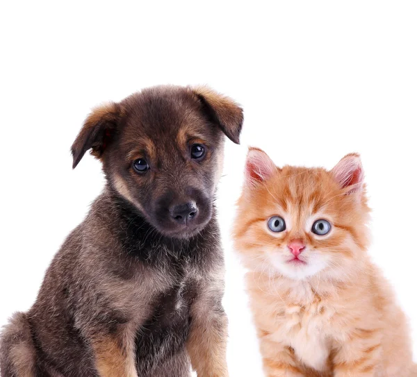 Смешной щенок и маленький красный котенок изолированы на белом — стоковое фото