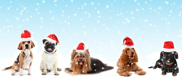 Cute pets in Santa hats on blue background — Stock Photo, Image