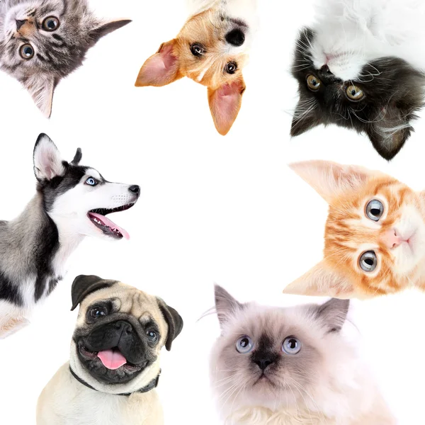 Collage de chiens et chats — Photo