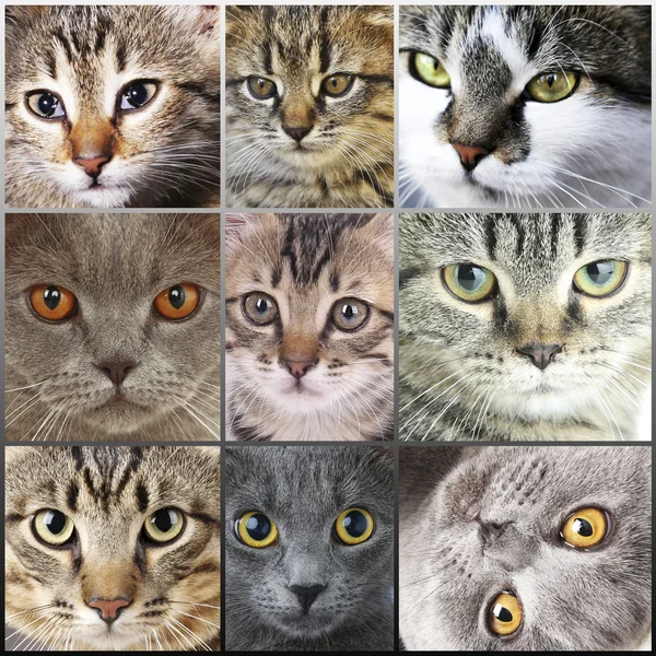 Colagem de faces de gato — Fotografia de Stock