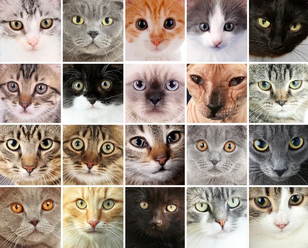 Katt ansikten collage — Stockfoto