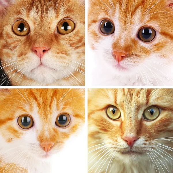 고양이 얼굴 합성 — 스톡 사진