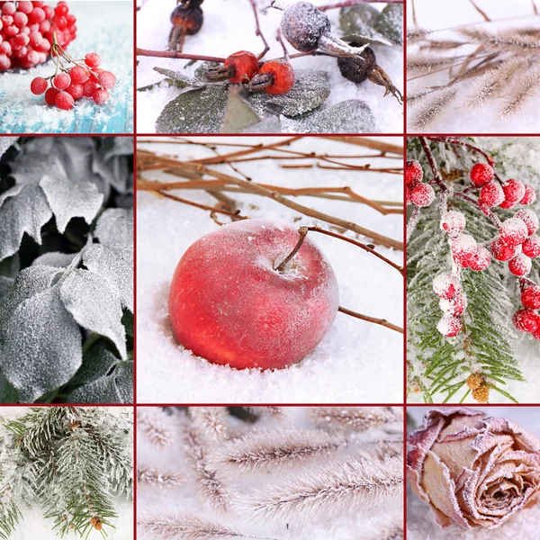 Collage of frozen plants on snow, close up — Stock Photo, Image