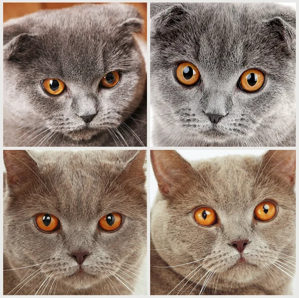 British short hair cat portraits in collage — Stock Photo, Image
