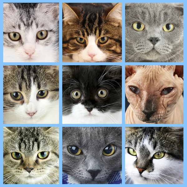 Carino gatto facce collage — Foto Stock