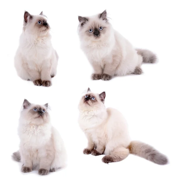 Sammlung von niedlichen Kätzchen isoliert auf weiß — Stockfoto