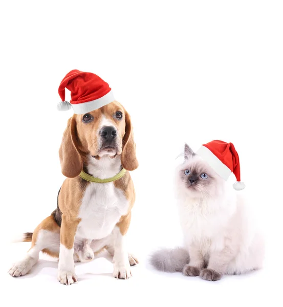Cane carino e gattino con cappelli di Natale isolati su bianco — Foto Stock