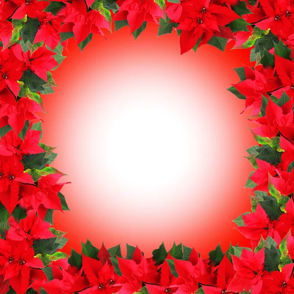 Bella cornice con poinsettia — Foto Stock