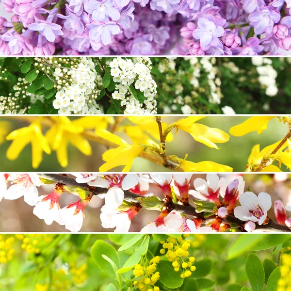 Collage de primavera —  Fotos de Stock