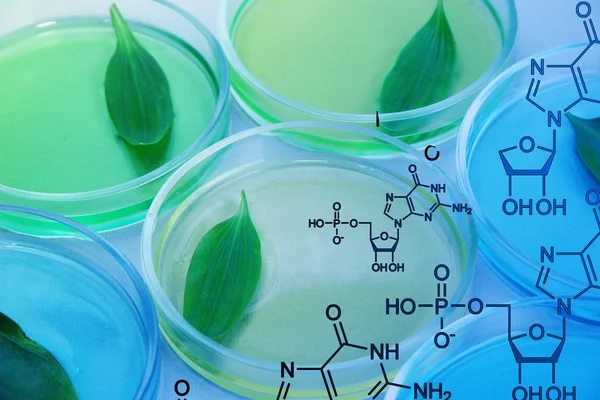 Foglie geneticamente modificate testate in capsule di Petri, primo piano — Foto Stock