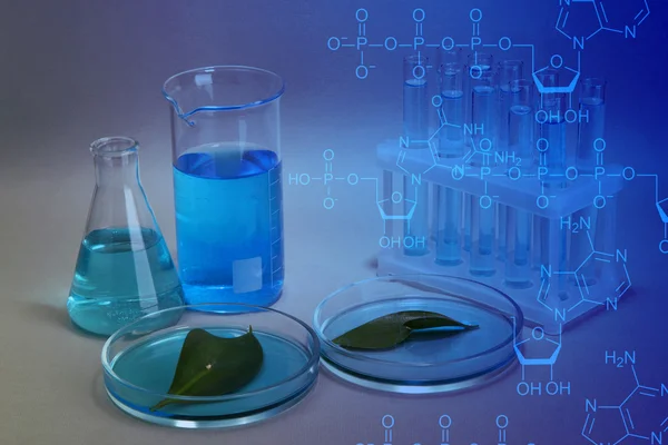 Provette e foglie provate in capsule di Petri su fondo blu — Foto Stock