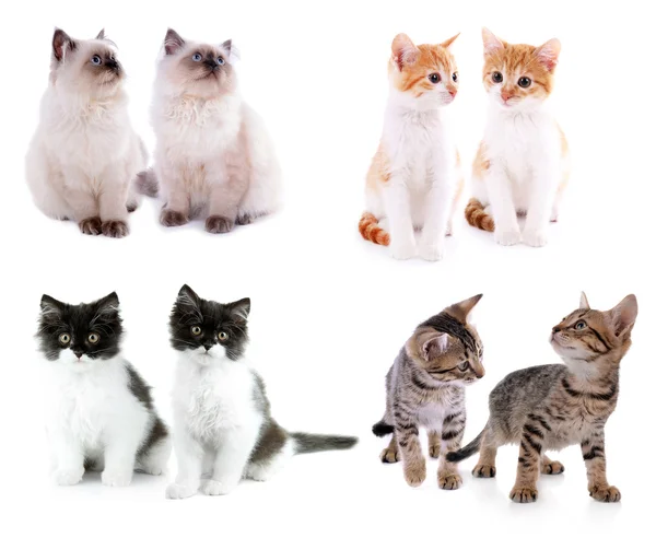 Conjunto de quatro gatinhos pequenos isolados em branco — Fotografia de Stock