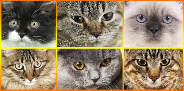 Söt katt ansikten collage — Stockfoto
