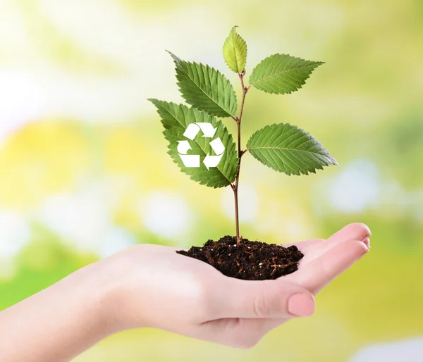 Plantera med återvinning symbol i handen på ljus bakgrund — Stockfoto