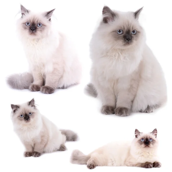 Collection of cute kitten isolated on white Stock Photo