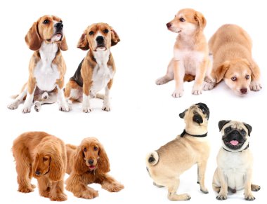 köpek kolaj