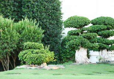 parkta güzel ağaçlar