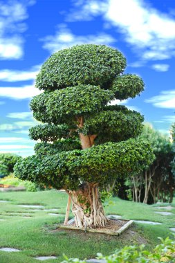 Güzel ağaç parkı