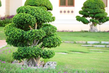 Güzel ağaç parkı