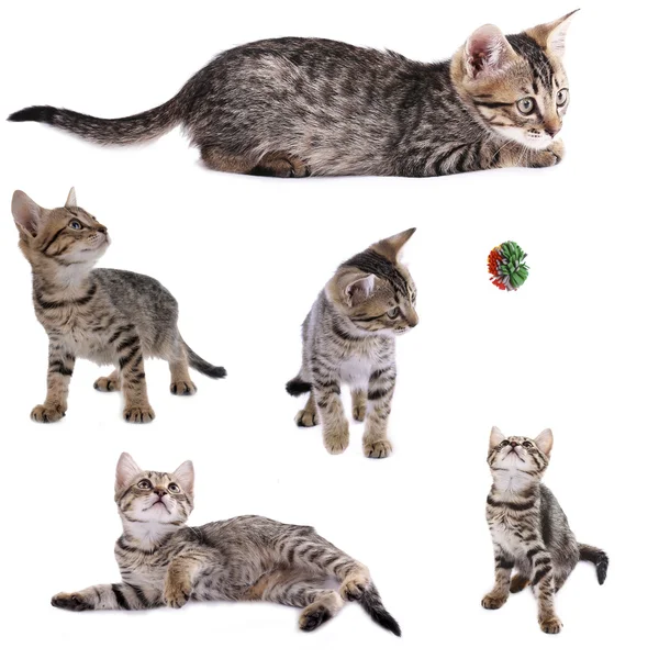 Collection of cute kitten — Stock Photo, Image