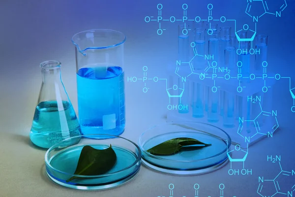 Tubos de ensayo y hojas ensayados en placas de Petri sobre fondo azul — Foto de Stock