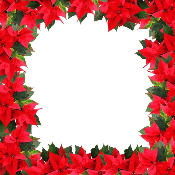 Beautiful frame with poinsettia — Stock Photo, Image