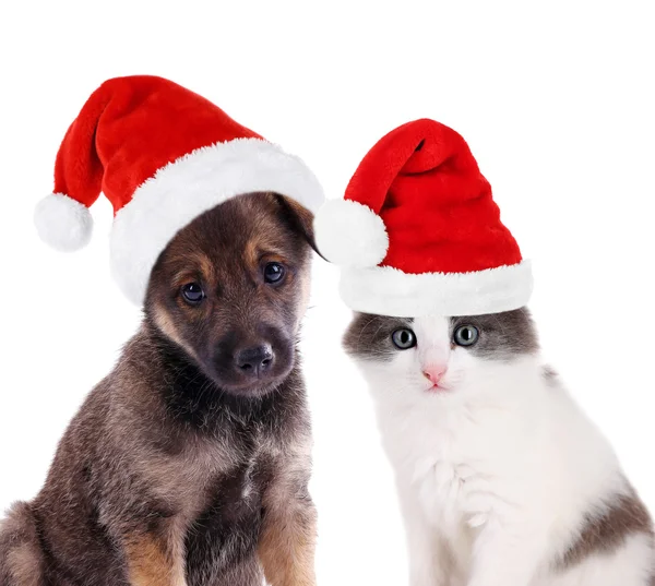 Lindo cachorro y gatito aislado en blanco — Foto de Stock