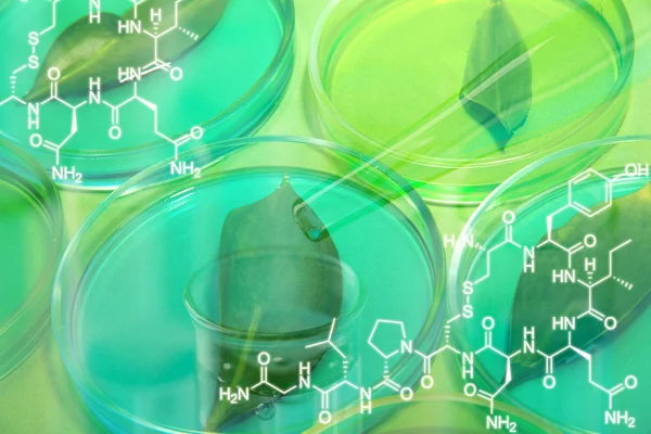 Генетически модифицированные листья в чашках Петри — стоковое фото