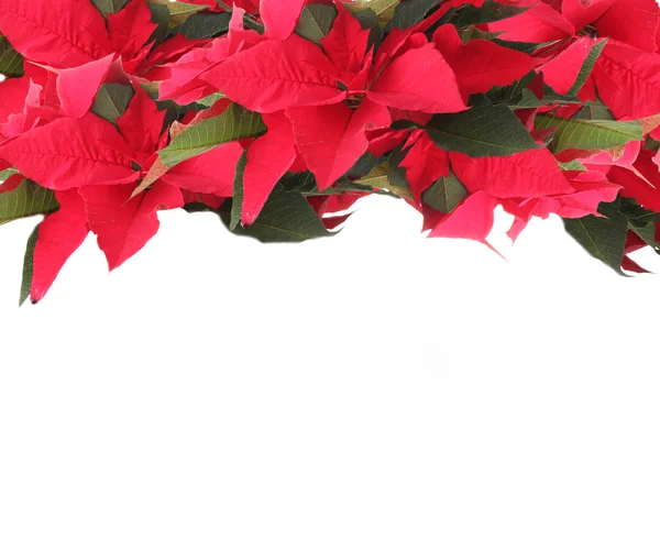 Bella cornice con poinsettia isolata su bianco — Foto Stock