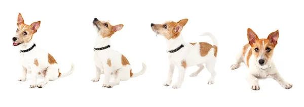 Divertido pequeño perro terrier en diferentes poses aisladas en blanco — Foto de Stock