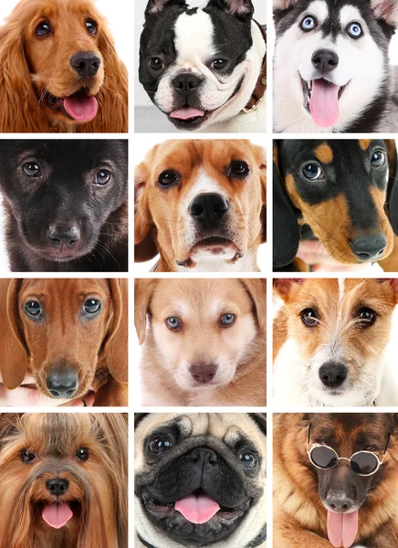 Perro retratos collage —  Fotos de Stock