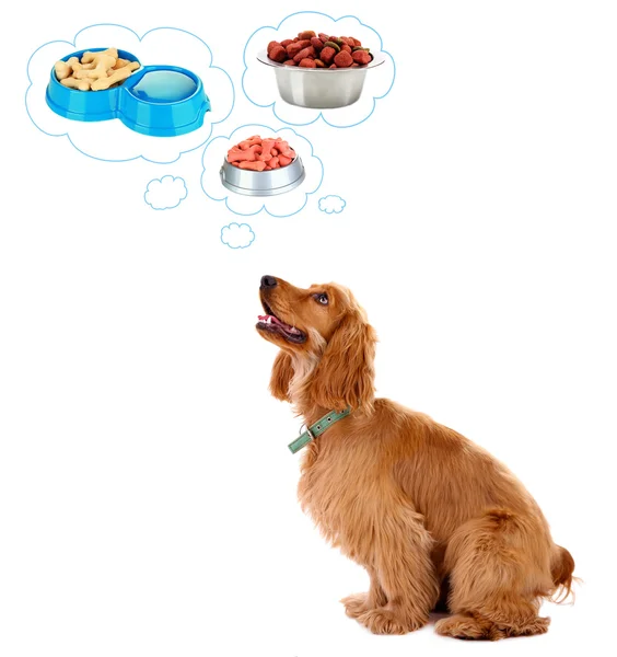 Cute cocker spaniel thinking about food in thought bubbles, isolated on white — Stock Photo, Image