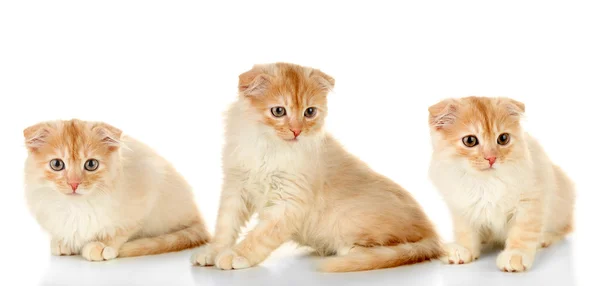 Collection of cute kitten isolated on white — Stock Photo, Image